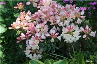 e22444ea-IMG_7066 rododendron.jpg